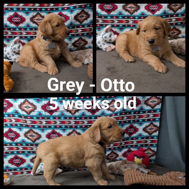 Golden Retriever Puppies media 2