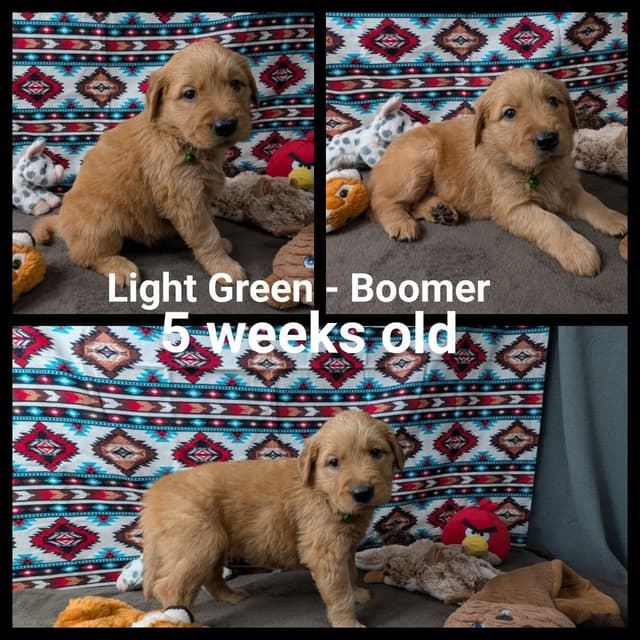 Golden Retriever Puppies media 3