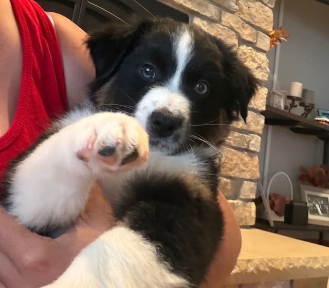 Australian Shepherd Puppies media 2