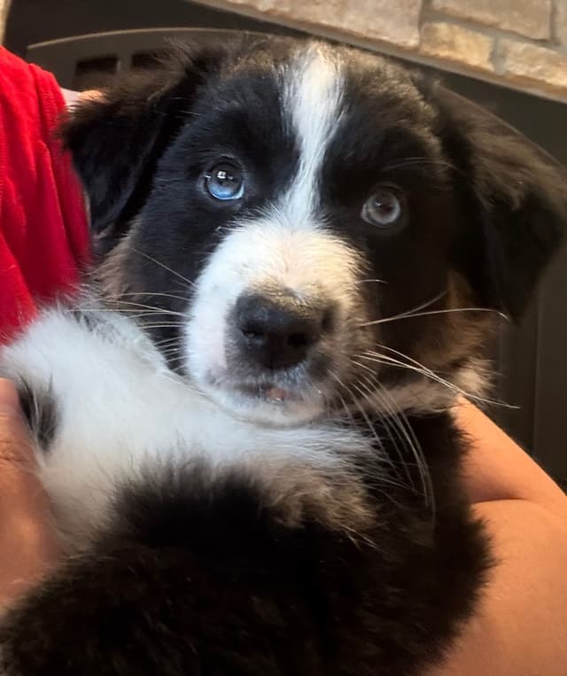Australian Shepherd Puppies media 3