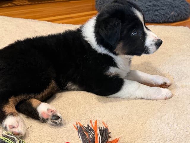 Australian Shepherd Puppies media 5
