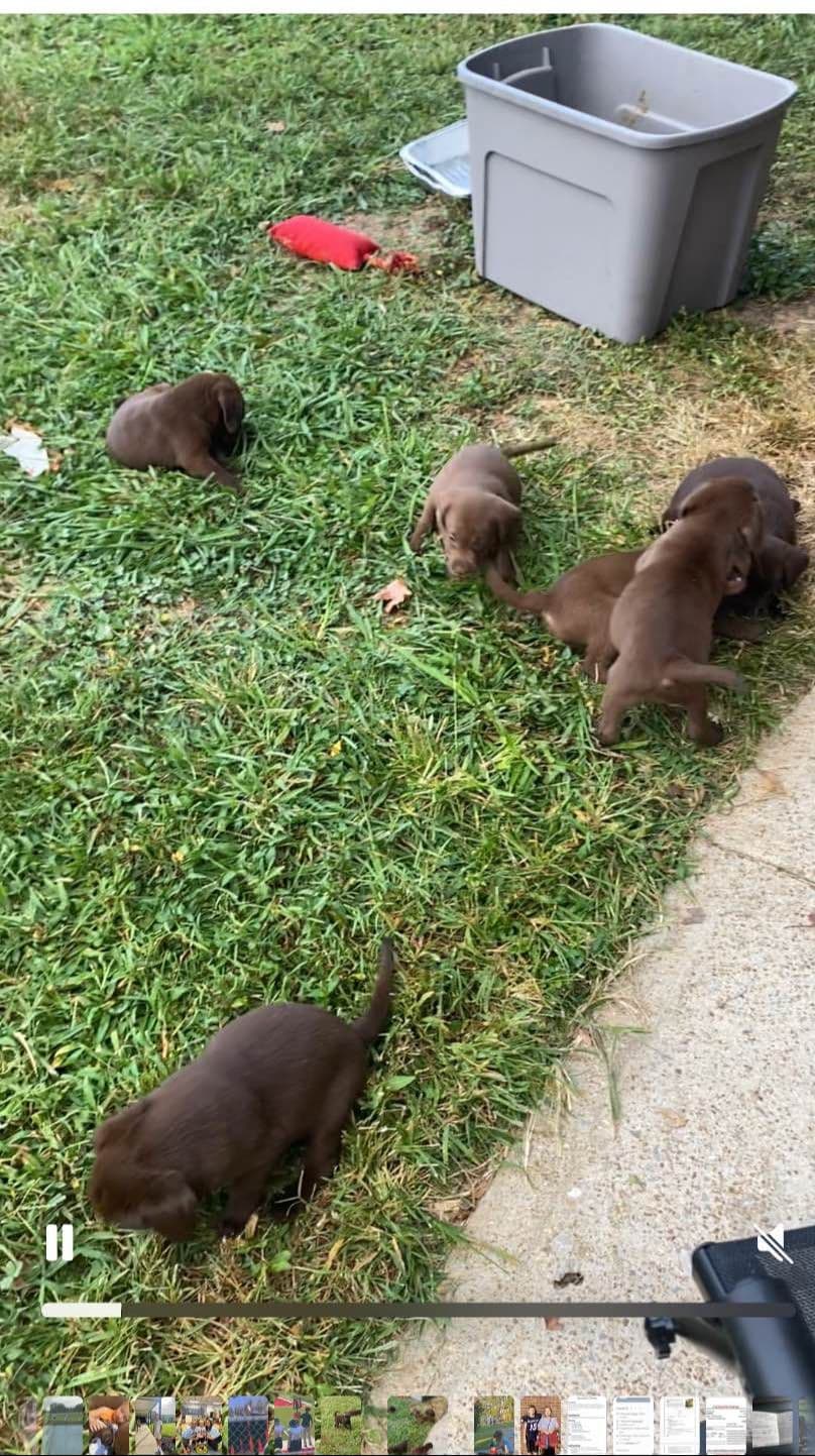 Labrador Retriever Puppies breeder image 5