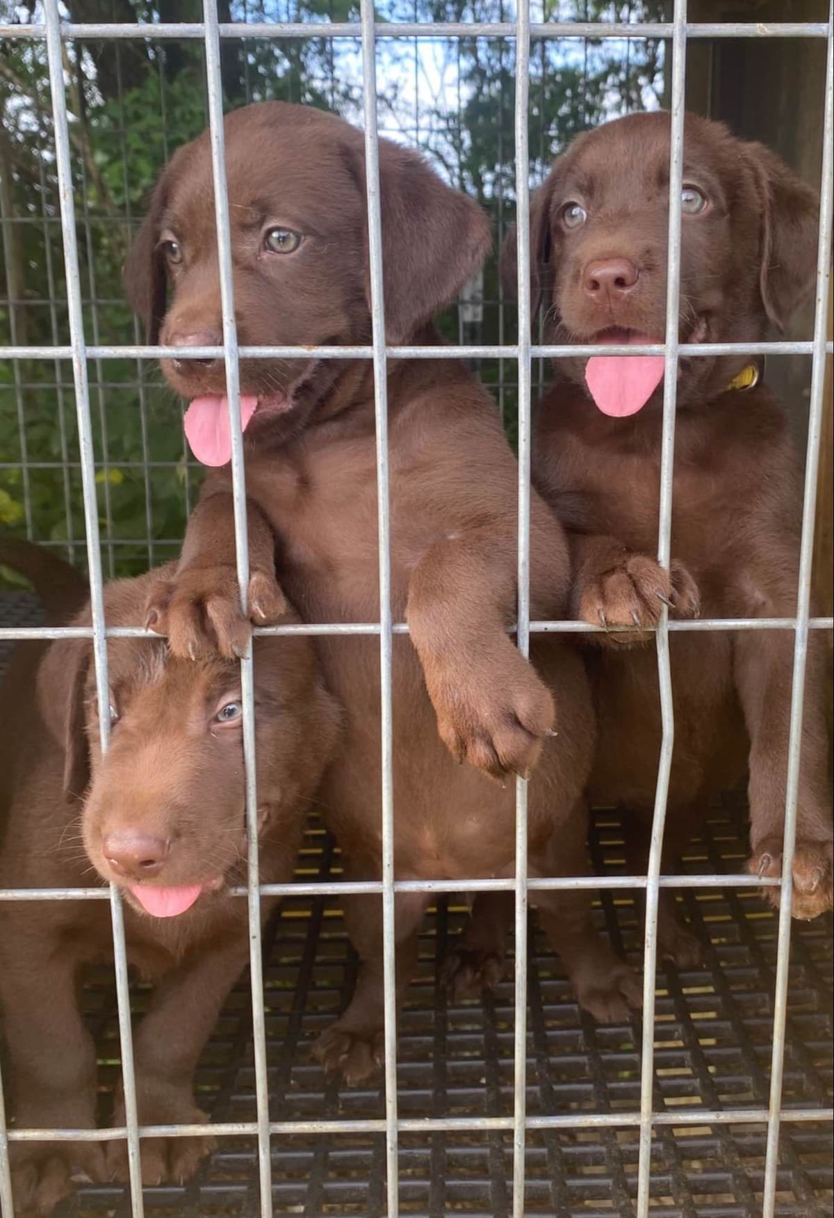 Labrador Retriever Puppies breeder image 7