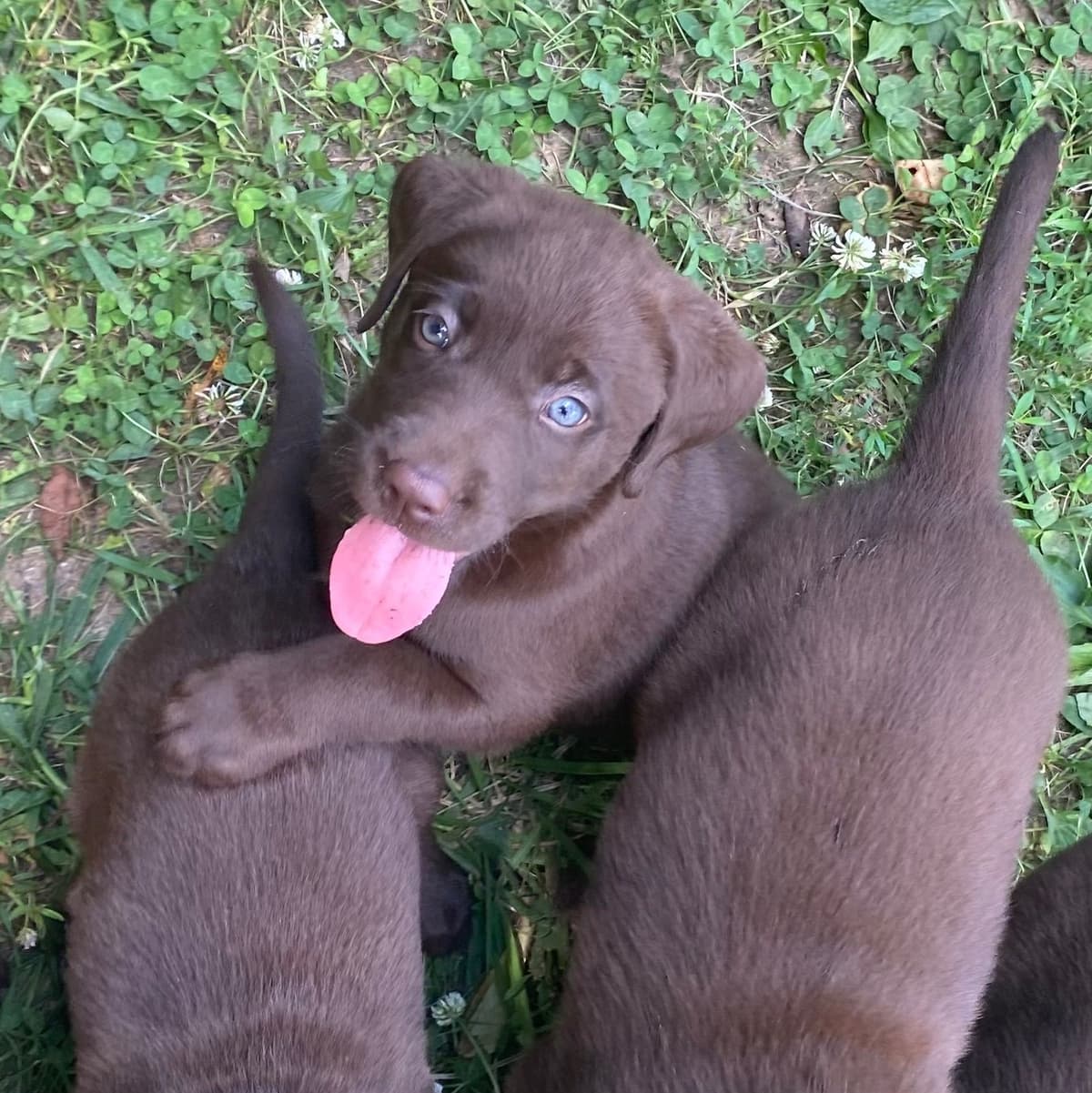 Labrador Retriever Puppies breeder image 6