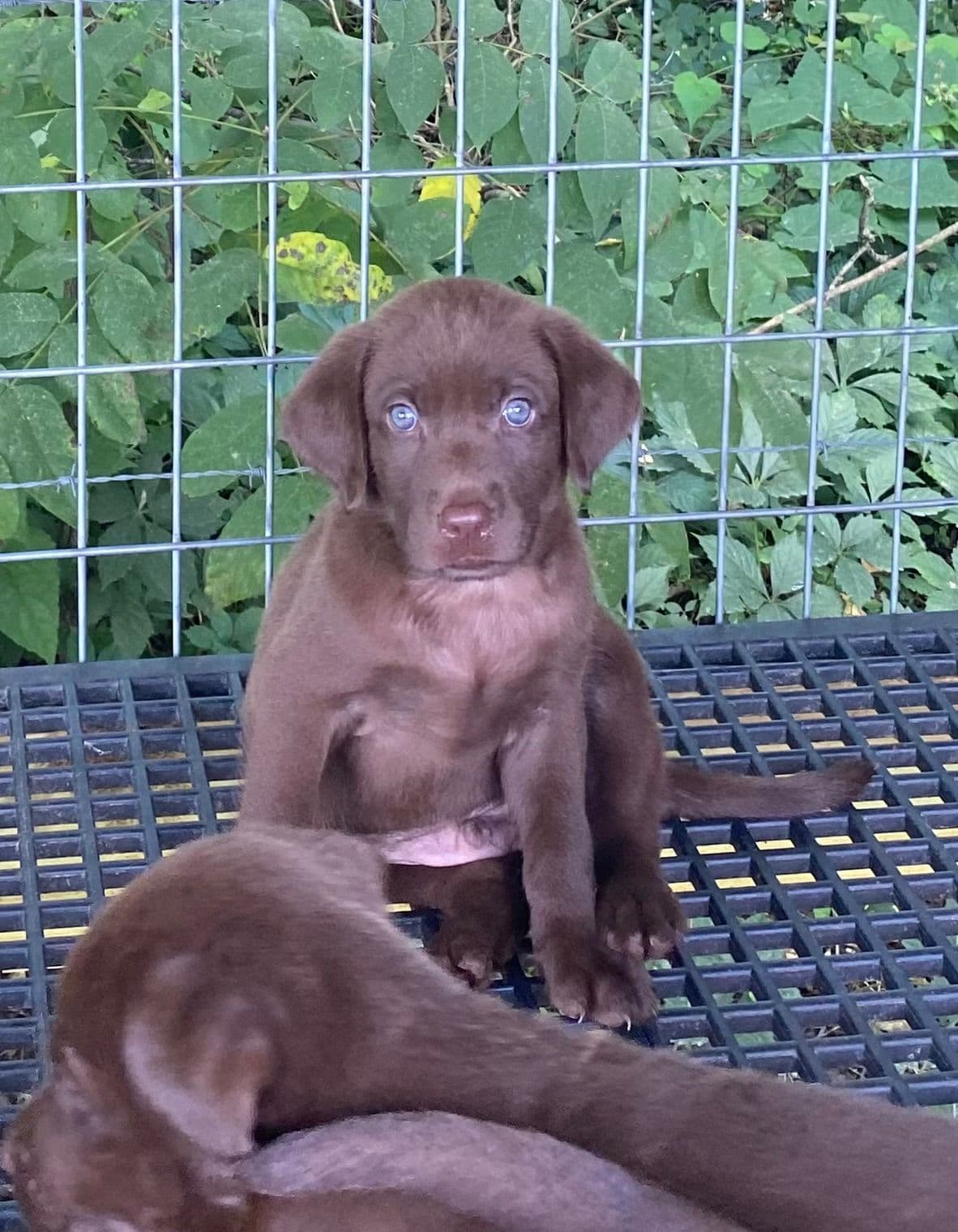 Labrador Retriever Puppies breeder image 1
