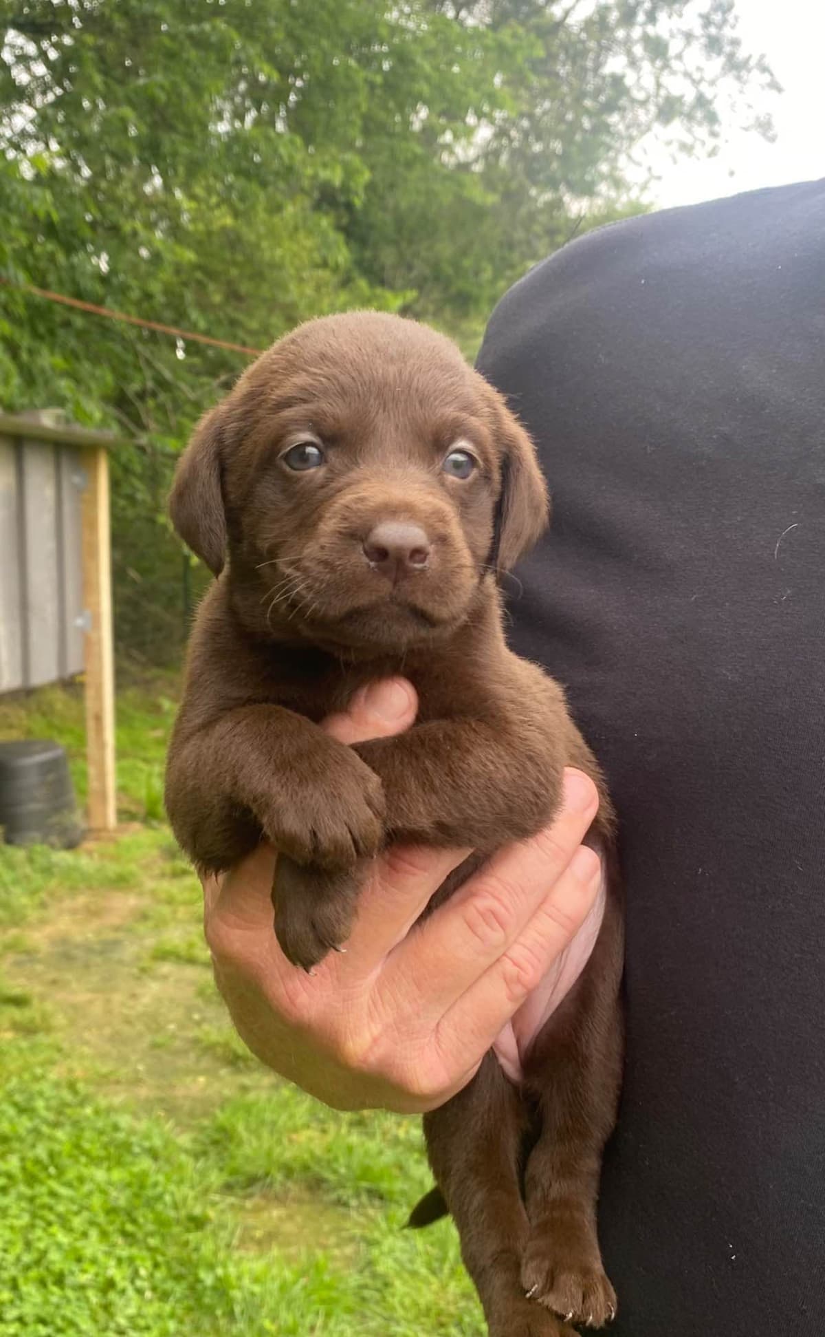 Labrador Retriever Puppies breeder image 8