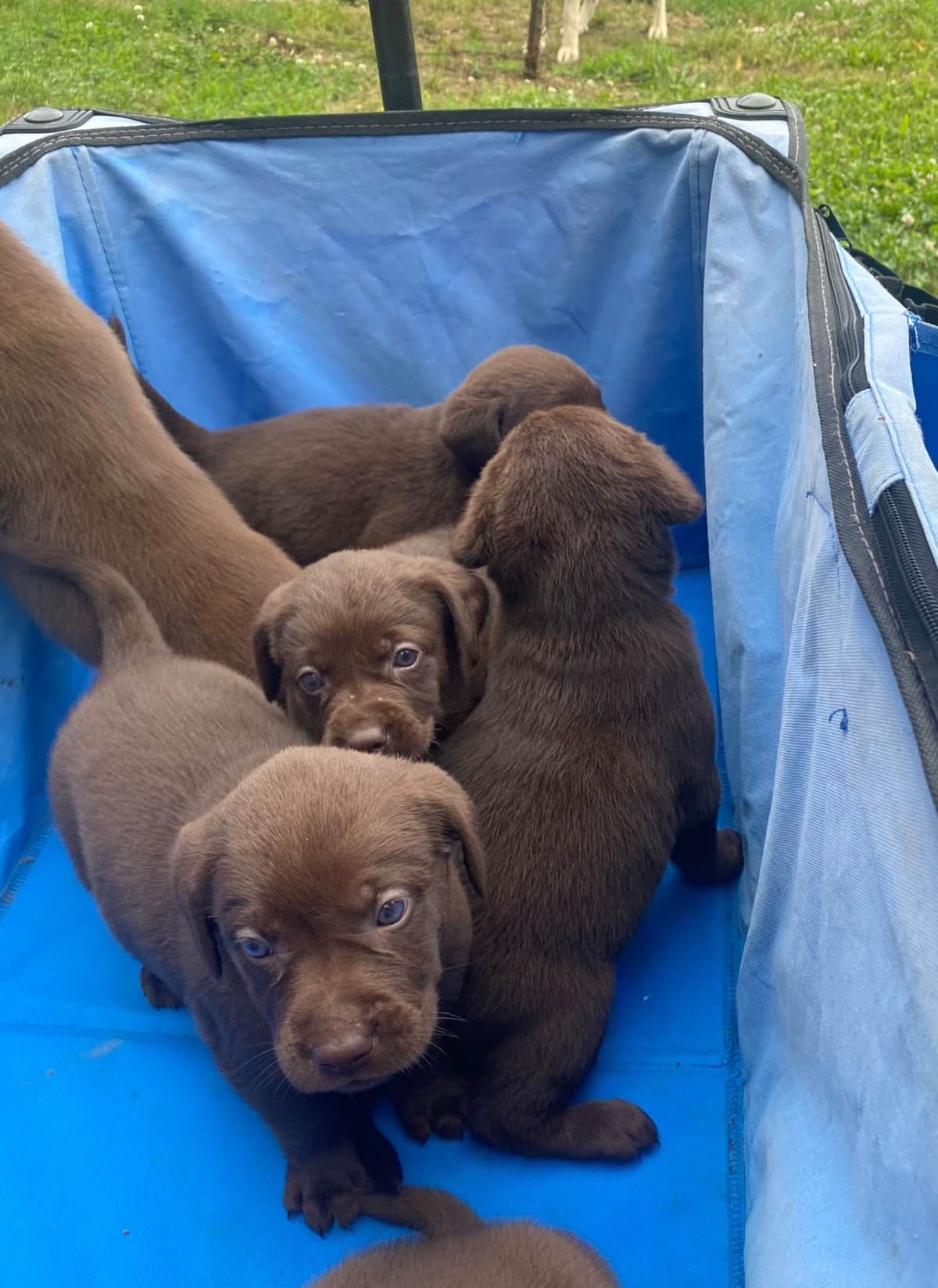 Labrador Retriever Puppies breeder image 10