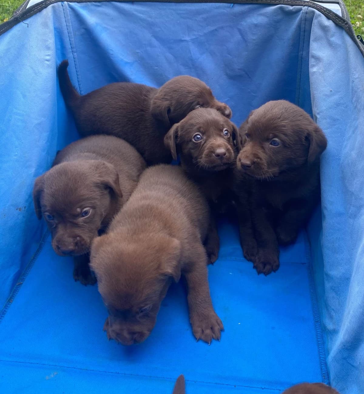 Labrador Retriever Puppies breeder image 14