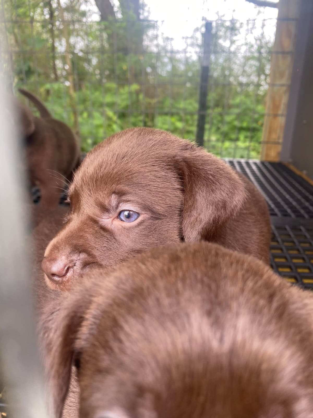 Labrador Retriever Puppies breeder image 16
