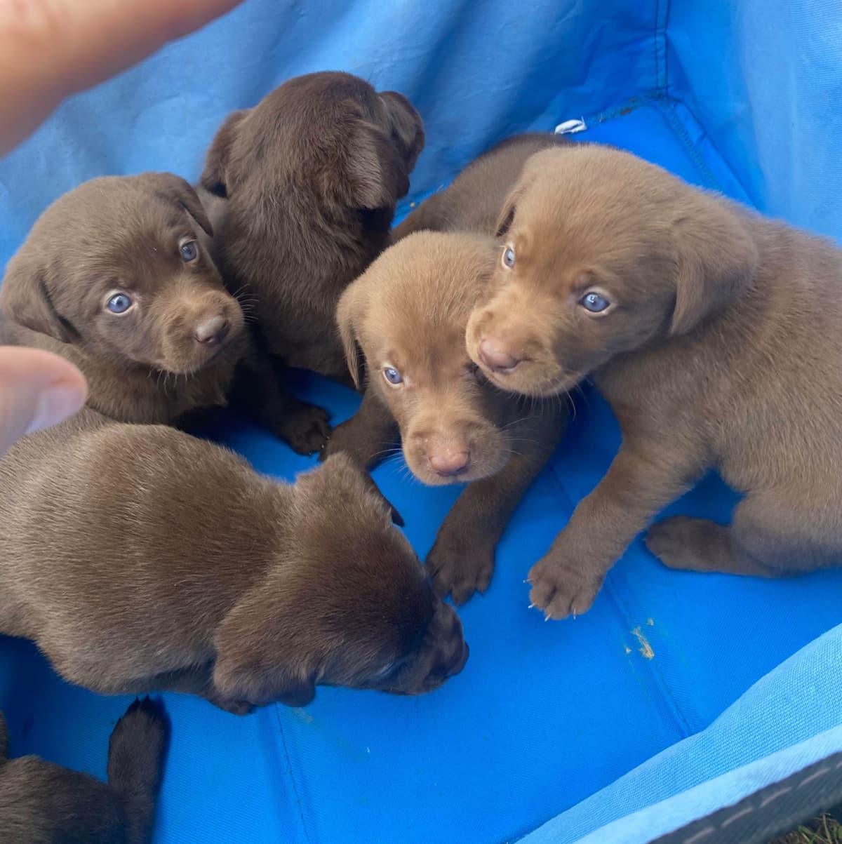 Labrador Retriever Puppies breeder image 17