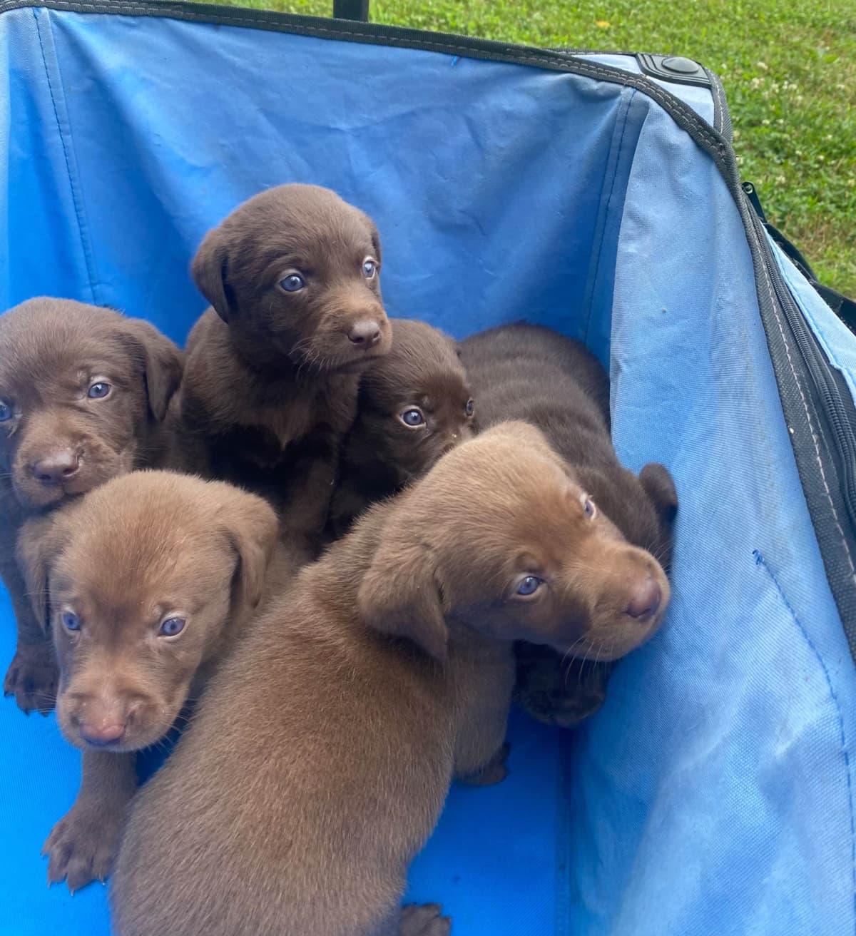 Labrador Retriever Puppies breeder image 18