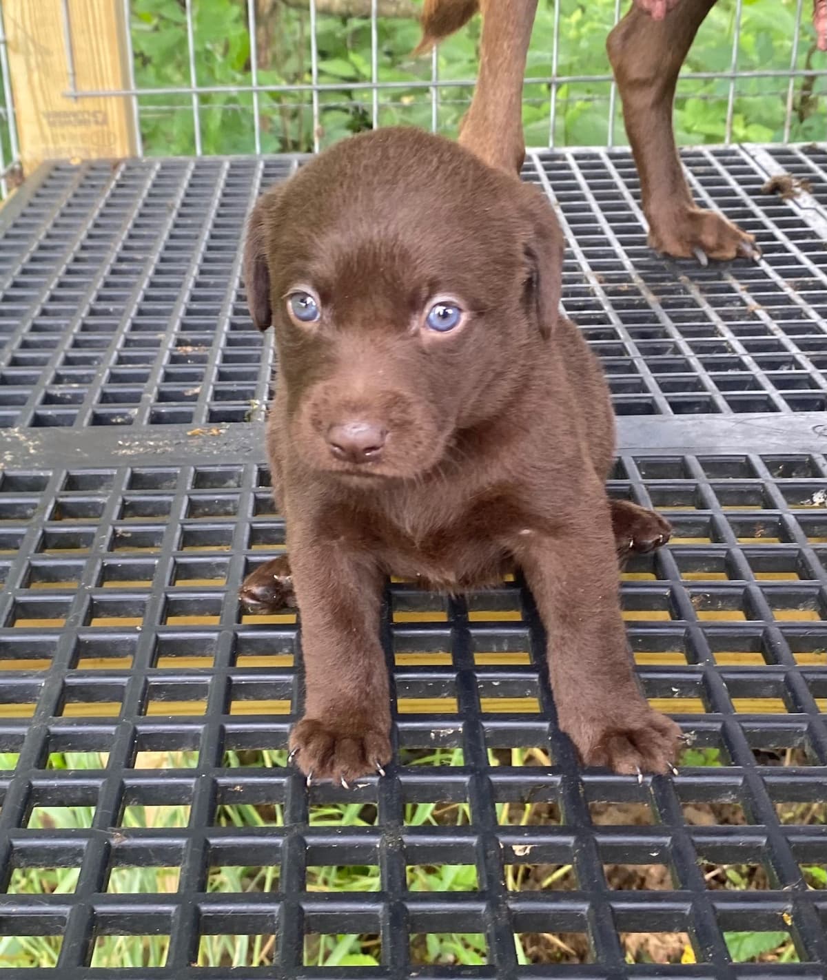 Labrador Retriever Puppies breeder image 20