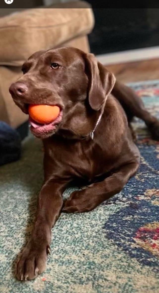 Labrador Retriever Puppies breeder image 21