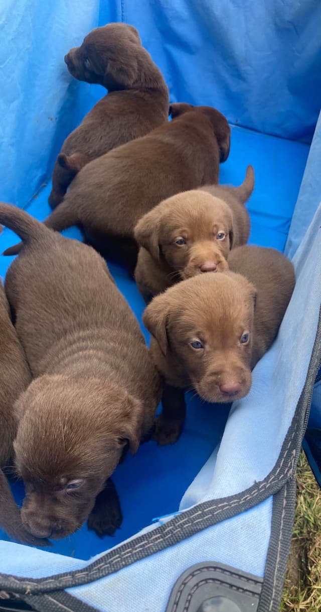 Labrador Retriever Puppies media 2