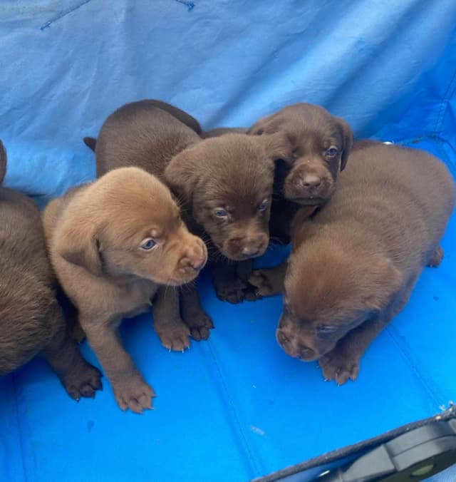 Labrador Retriever Puppies media 3