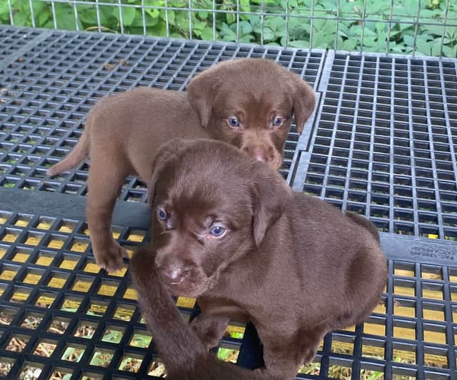 Labrador Retriever Puppies media 4