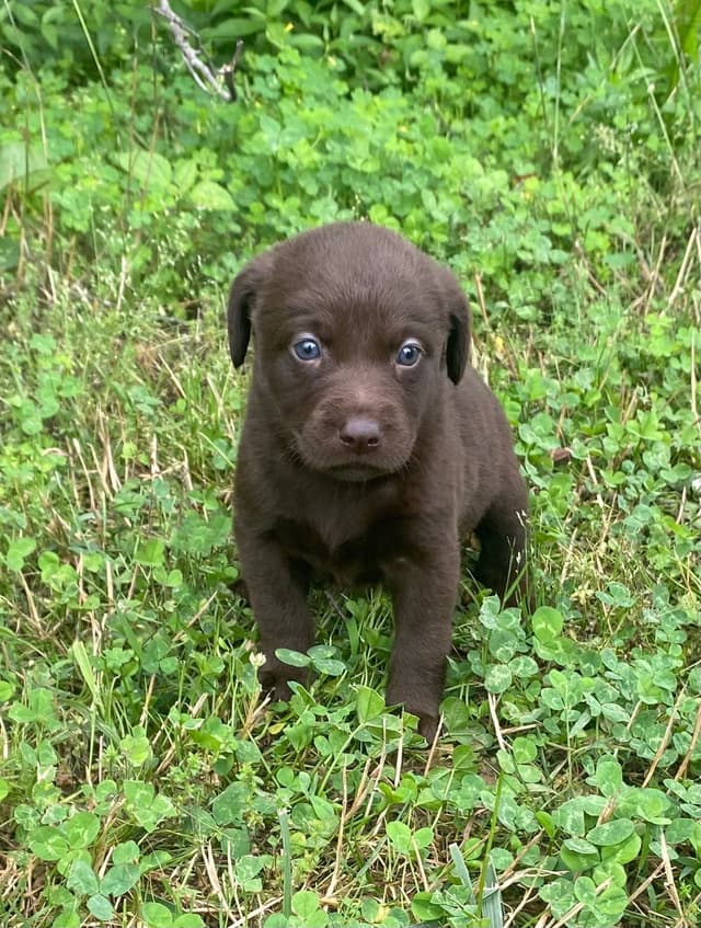 Labrador Retriever Puppies media 5