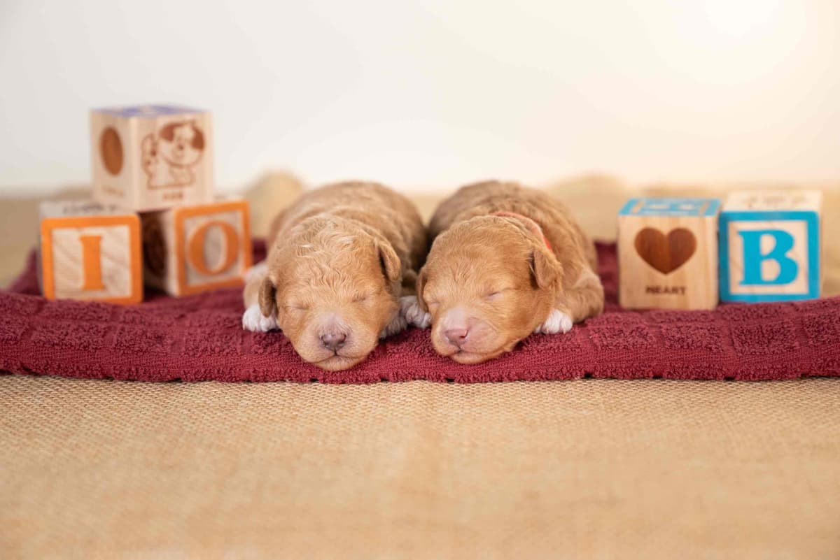 Yorkshire Terrier Puppies breeder image 1