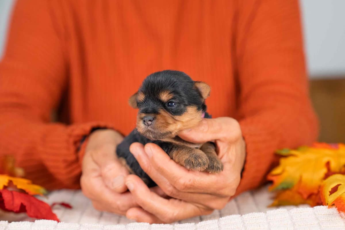 Yorkshire Terrier Puppies breeder image 2