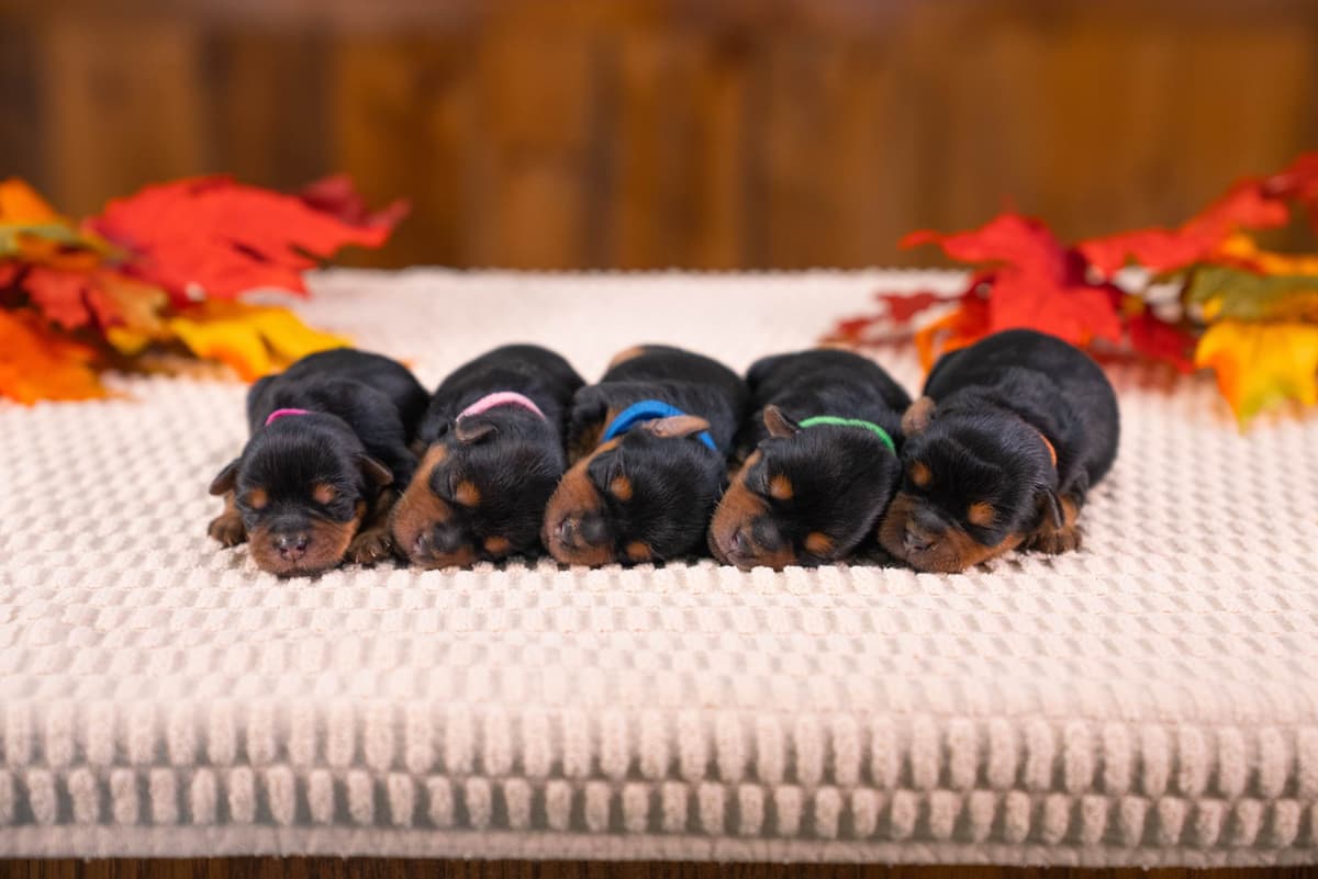 Yorkshire Terrier Puppies breeder image 3