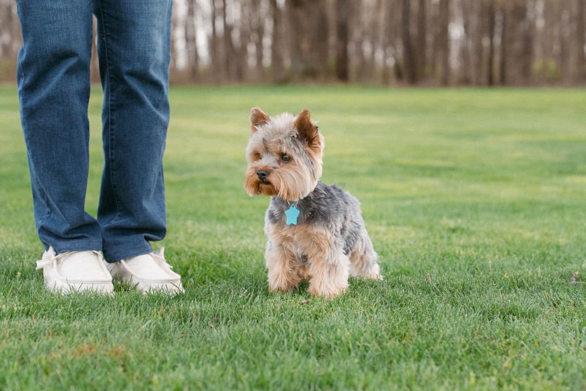 Yorkshire Terrier Puppies breeder image 6