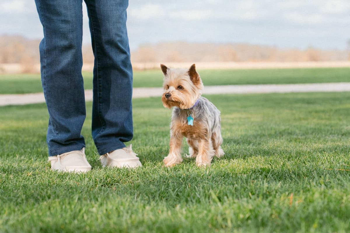 Yorkshire Terrier Puppies breeder image 5