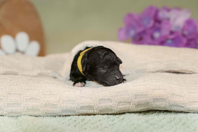 Miniature Poodle Puppies (Small) media 2