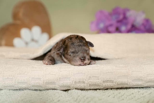 Miniature Poodle Puppies (Small) media 3