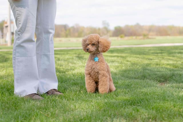 Miniature Poodle Puppies (Small) media 4