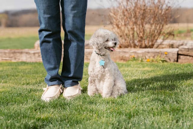 Miniature Poodle Puppies (Small) media 5
