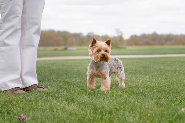 Yorkshire Terrier Puppies media 2