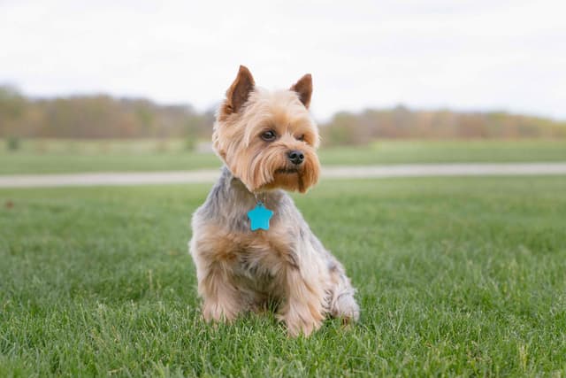 Yorkshire Terrier Puppies media 4