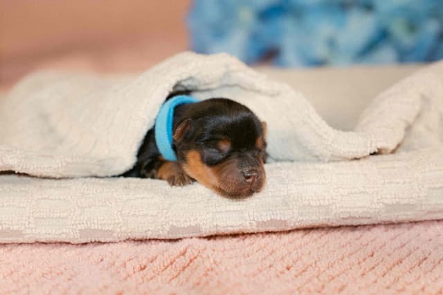 Yorkshire Terrier Puppies media 5