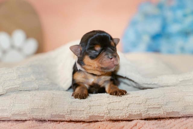 Yorkshire Terrier Puppies media 6