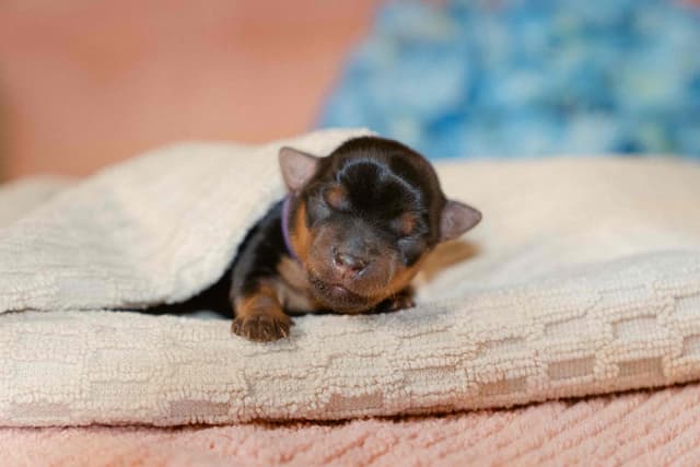 Yorkshire Terrier Puppies media 7