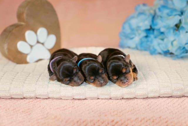 Yorkshire Terrier Puppies media 8