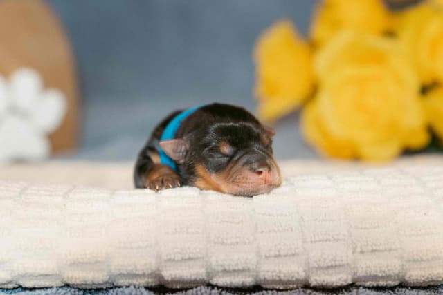 Yorkshire Terrier Puppies media 7
