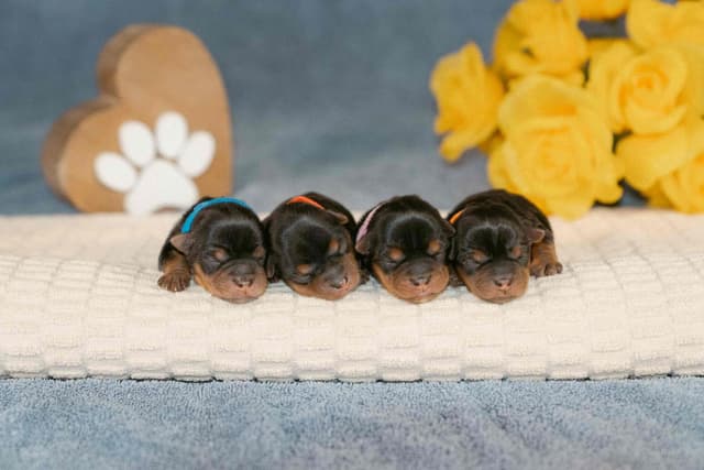 Yorkshire Terrier Puppies media 6