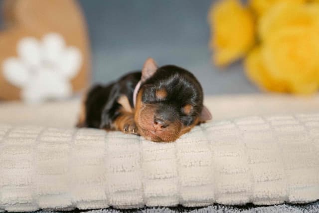 Yorkshire Terrier Puppies media 10