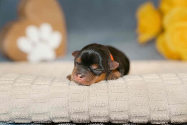 Yorkshire Terrier Puppies media 9