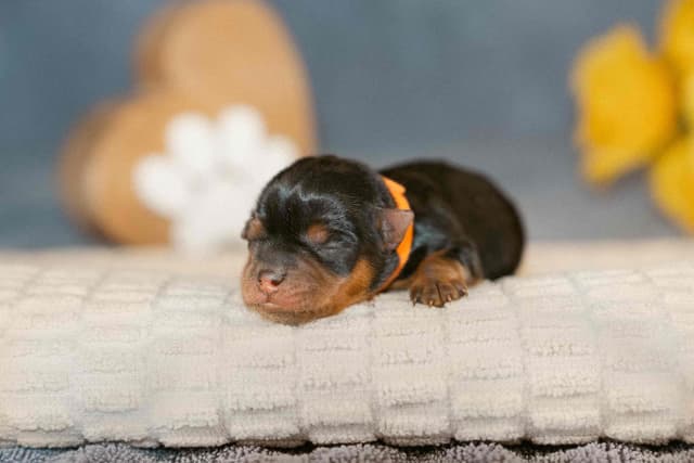 Yorkshire Terrier Puppies media 8