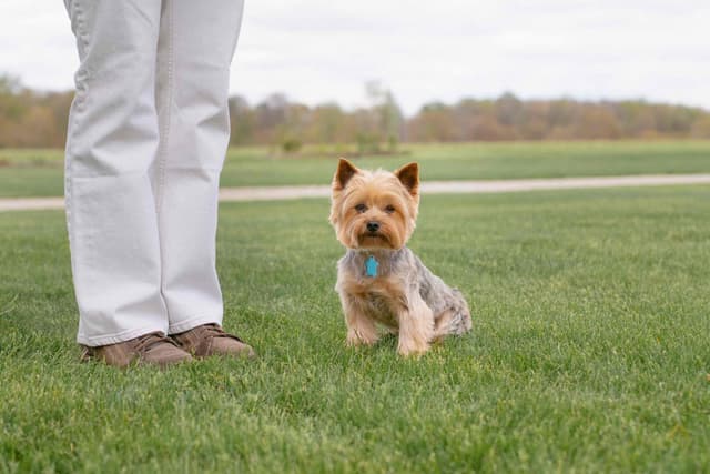 Yorkshire Terrier Puppies media 12