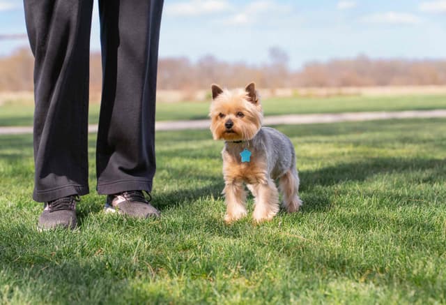 Yorkshire Terrier Puppies media 11