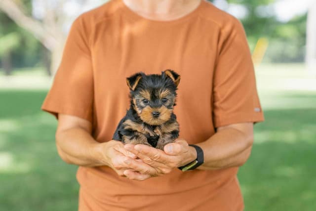 Yorkshire Terrier Puppies media 2