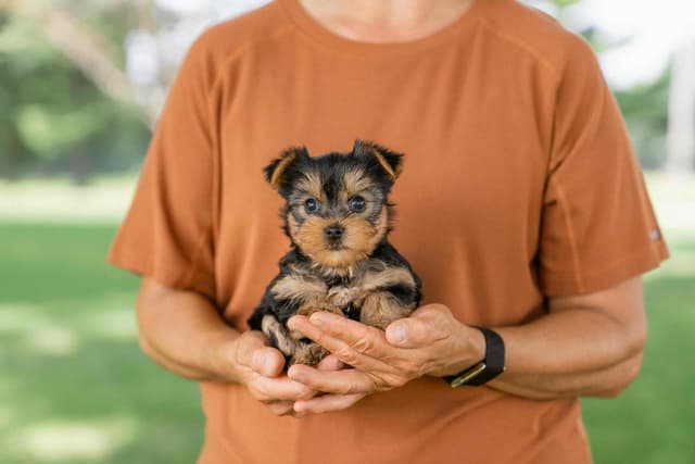 Yorkshire Terrier Puppies media 4