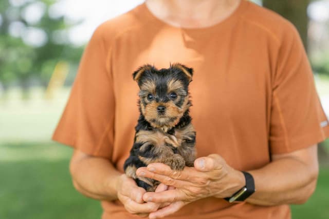 Yorkshire Terrier Puppies media 3