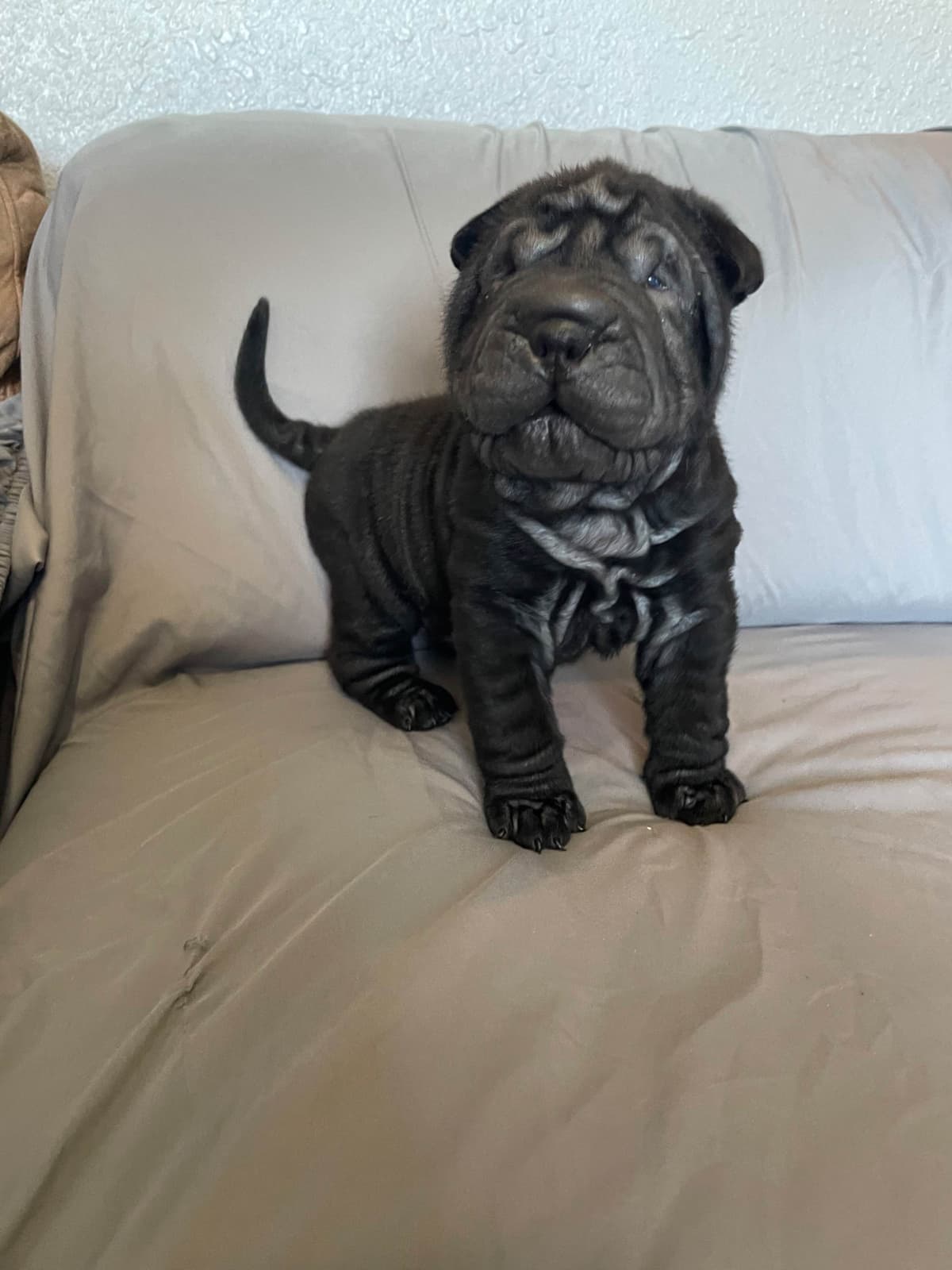 Chinese Shar-Pei Puppies breeder image 2