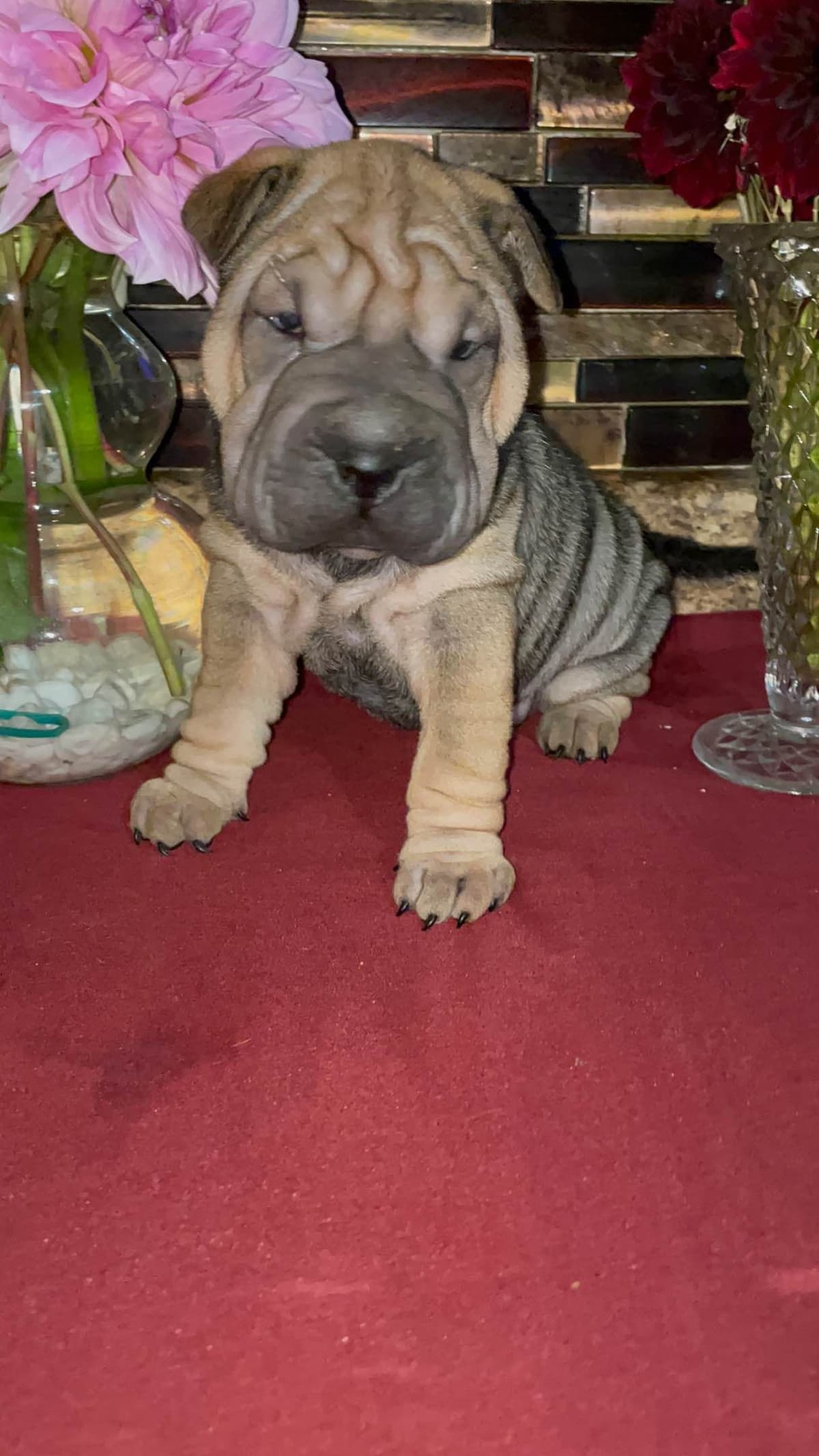 Chinese Shar-Pei Puppies breeder image 3