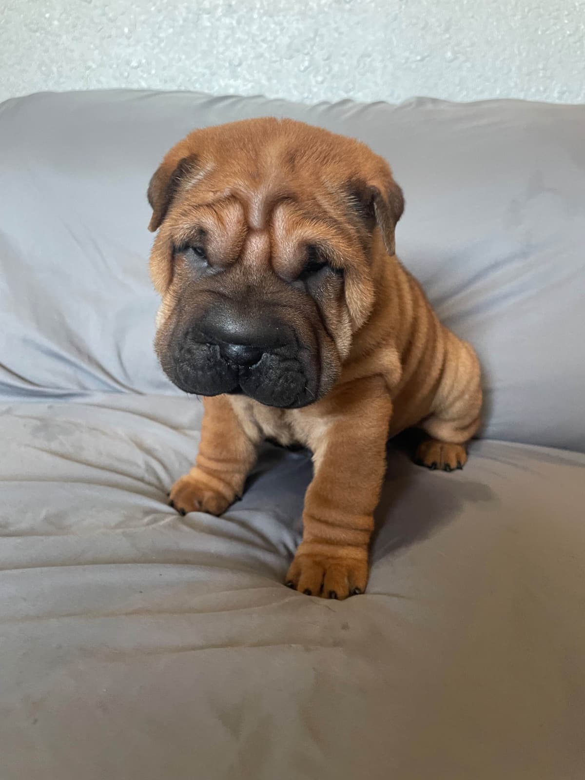 Chinese Shar-Pei Puppies breeder image 4