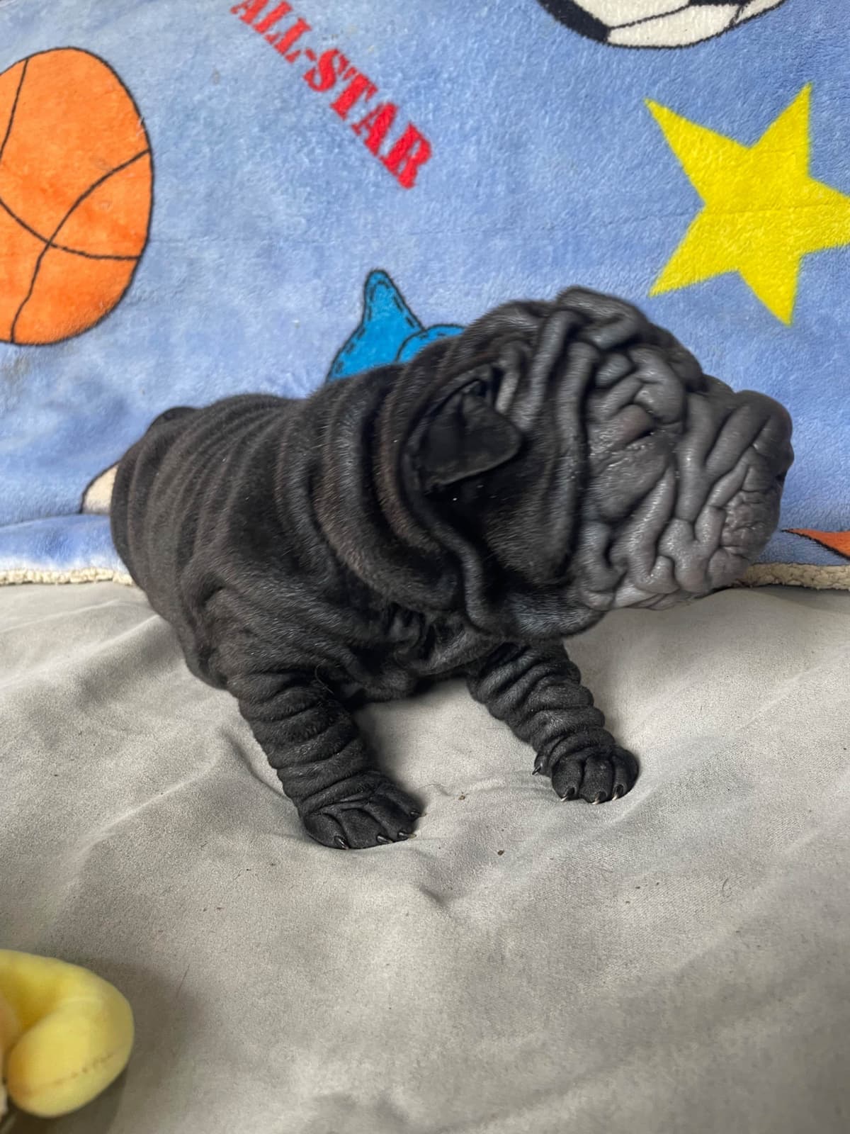 Chinese Shar-Pei Puppies breeder image 5